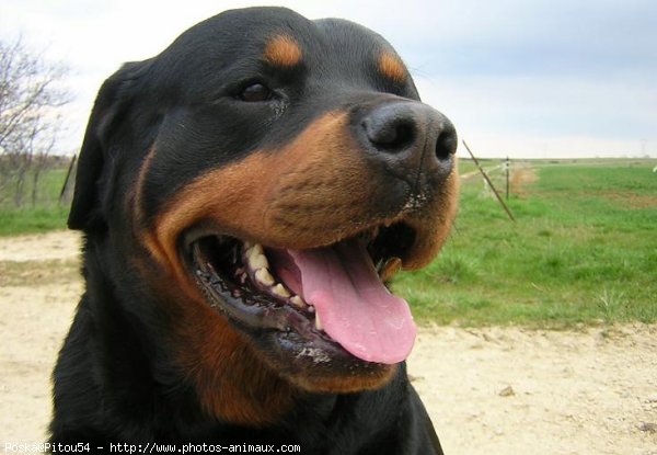 Photo de Rottweiler