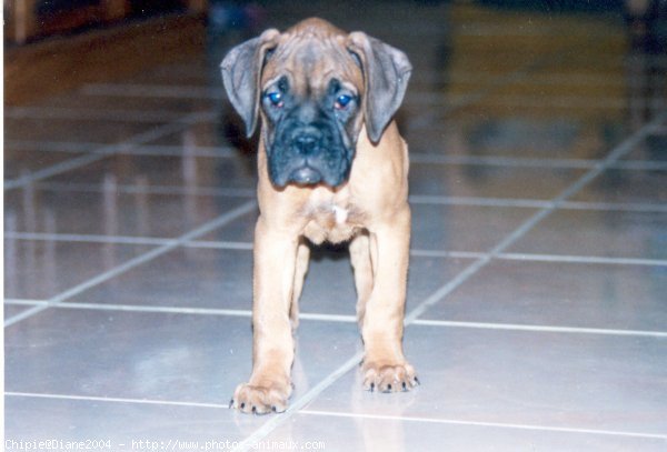 Photo de Boxer