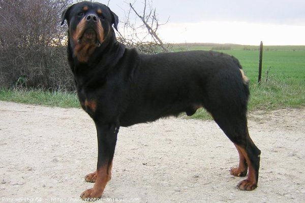 Photo de Rottweiler