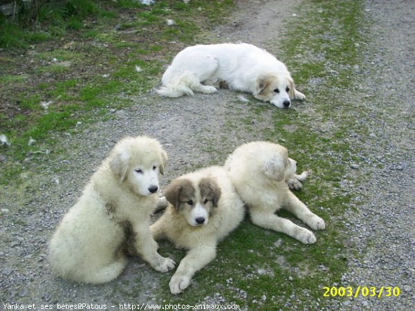 Photo de Chien de montagne des pyrnes