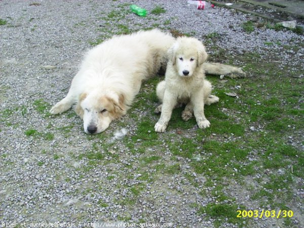 Photo de Chien de montagne des pyrnes