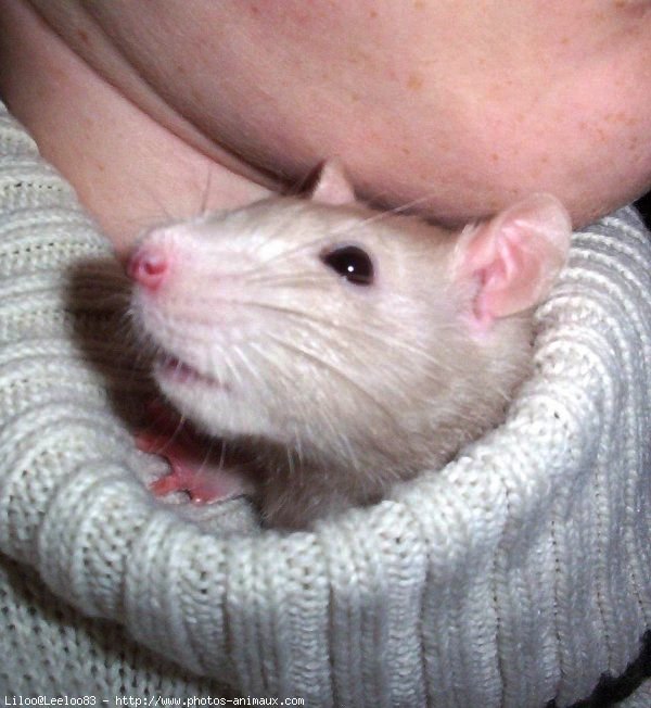 Photo de Rat