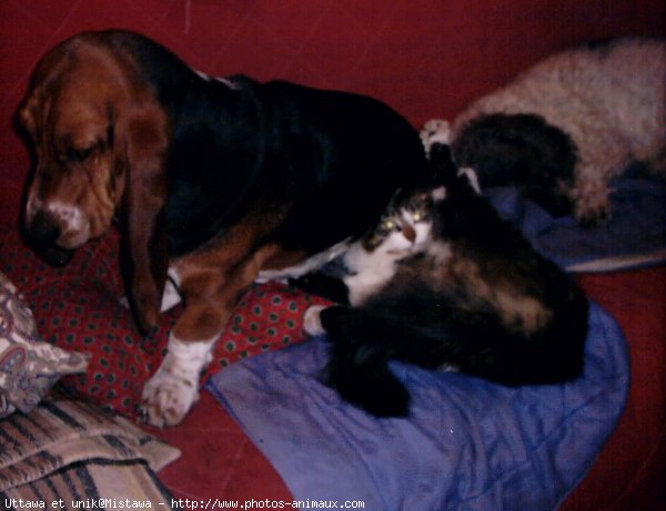 Photo de Basset hound