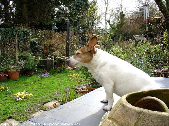 Photo de Jack russell terrier