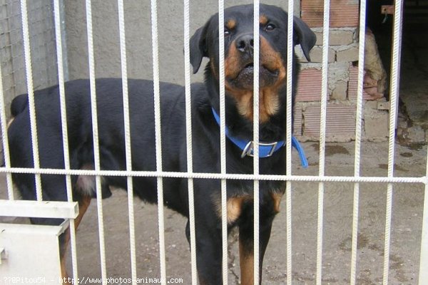 Photo de Rottweiler