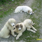 Photo de Chien de montagne des pyrnes