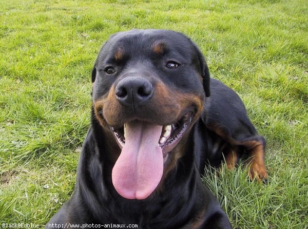 Photo de Rottweiler