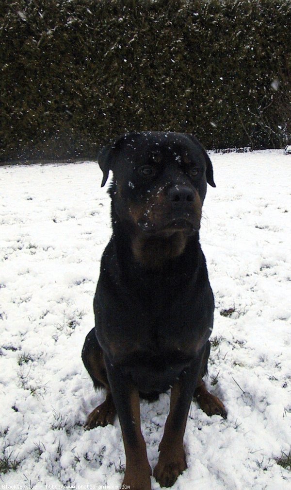 Photo de Rottweiler