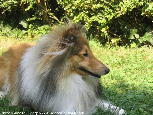 Photo de Chien de berger des shetland