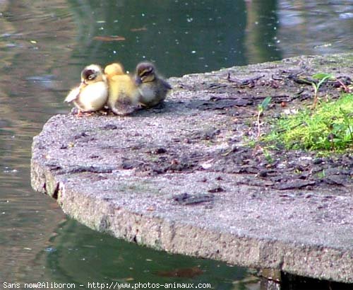 Photo de Canard