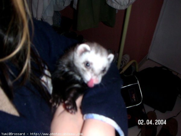 Photo de Furet