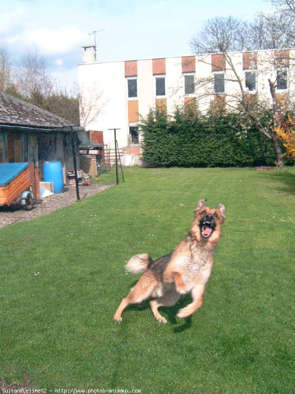 Photo de Berger allemand  poil court