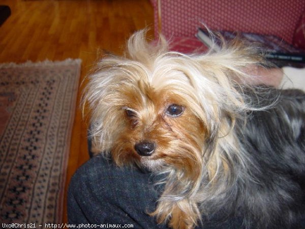 Photo de Yorkshire terrier