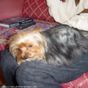 Photo de Yorkshire terrier