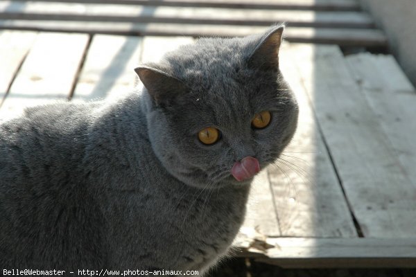 Photo de British shorthair