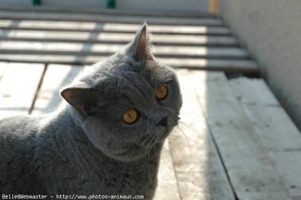 Photo de British shorthair