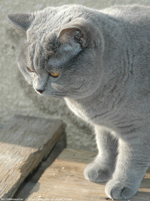 Photo de British shorthair