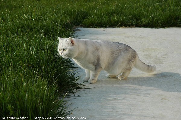 Photo d'Exotic shorthair