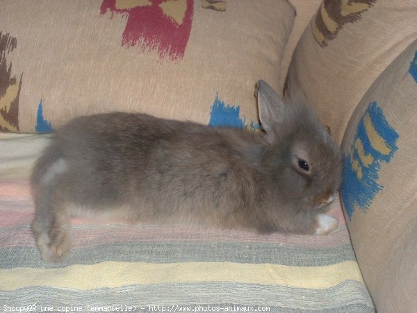 Photo de Lapin