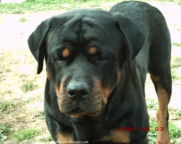 Photo de Rottweiler