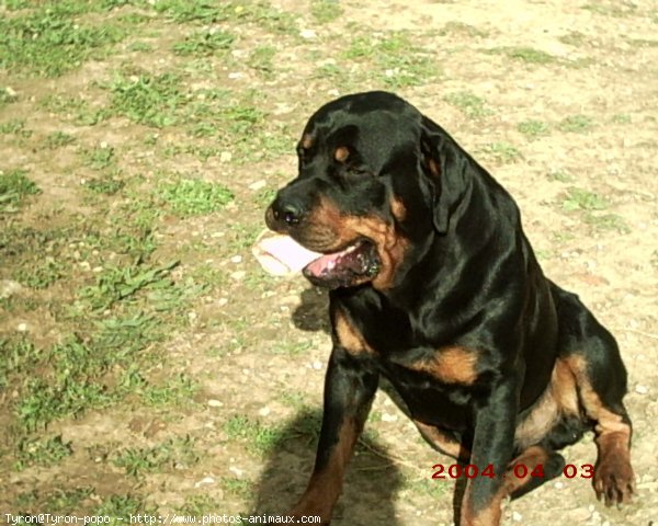 Photo de Rottweiler