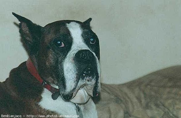 Photo de Boxer