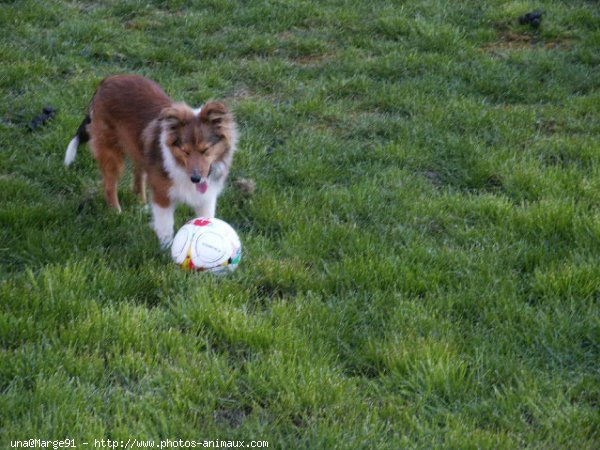 Photo de Chien de berger des shetland