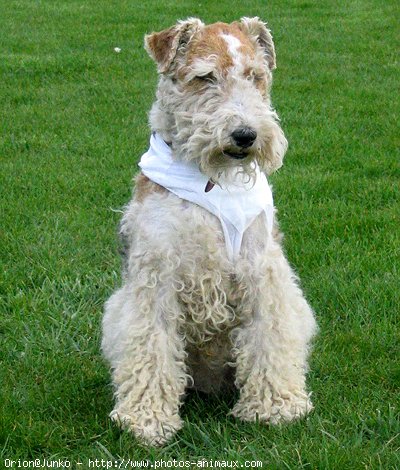 Photo de Fox terrier  poil dur