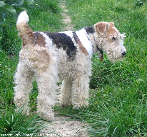 Photo de Fox terrier  poil dur