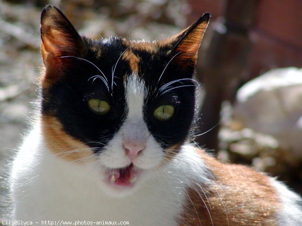 Photo de Chat domestique