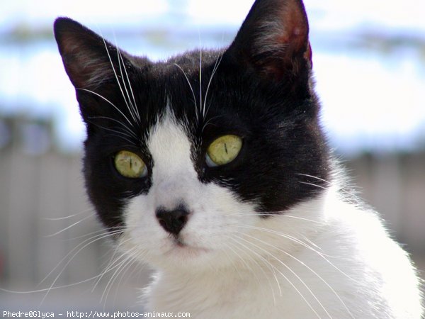 Photo de Chat domestique