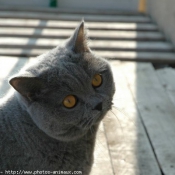 Photo de British shorthair