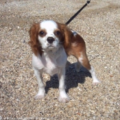 Photo de Cavalier king charles spaniel