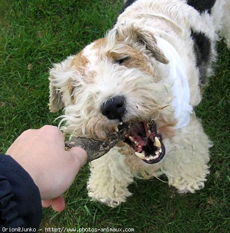 Photo de Fox terrier  poil dur