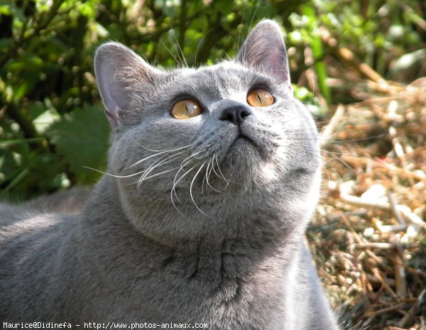 Photo de British shorthair