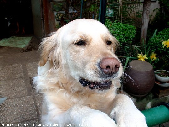 Photo de Golden retriever