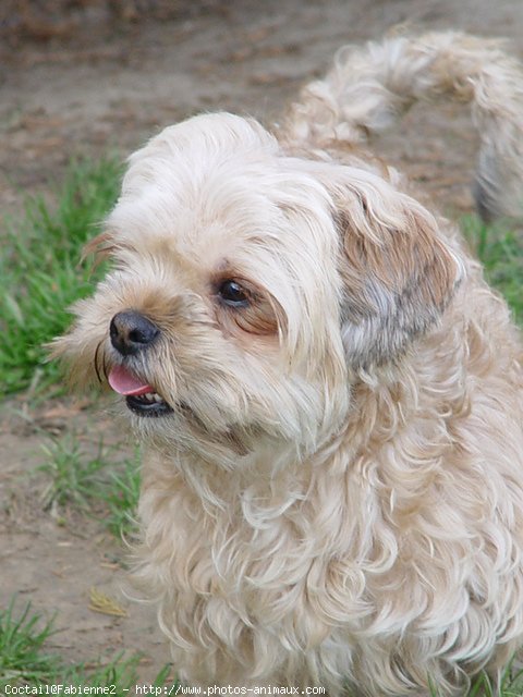 Photo de Shih tzu