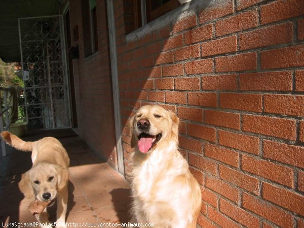 Photo de Golden retriever