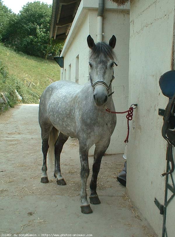 Photo de Poney franais de selle