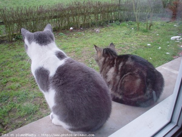 Photo de Chat domestique