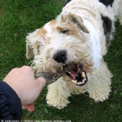 Photo de Fox terrier  poil dur