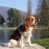 Photo de Cavalier king charles spaniel