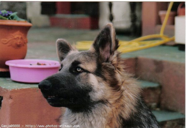 Photo de Berger belge malinois