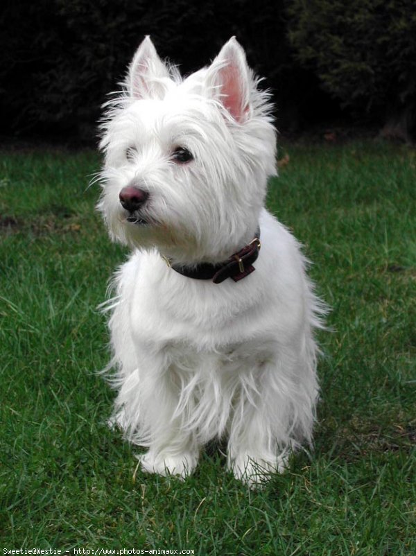 Photo de West highland white terrier