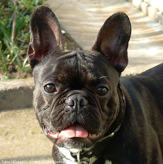 Photo de Bouledogue franais