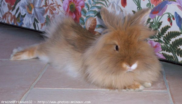 Photo de Lapin