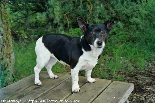 Photo de Jack russell terrier