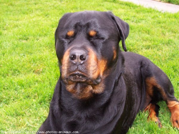 Photo de Rottweiler