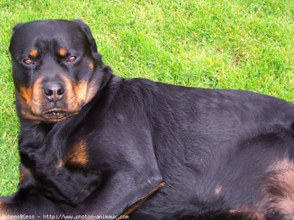 Photo de Rottweiler