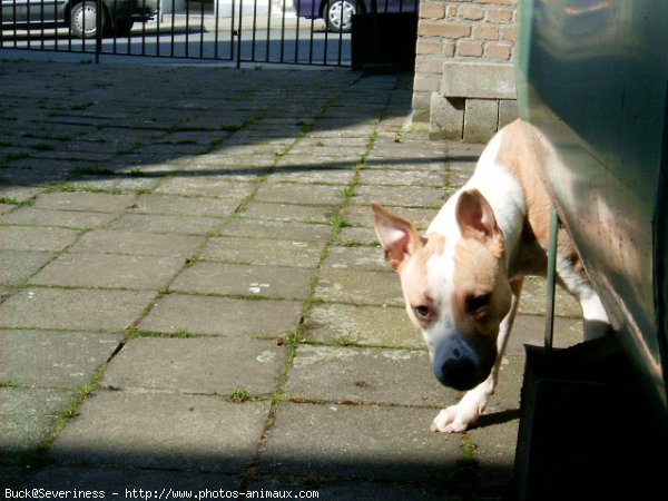 Photo d'American staffordshire terrier